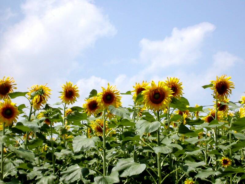 sunflowers