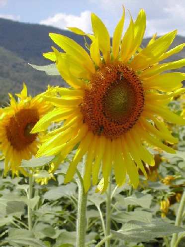 sunflower
