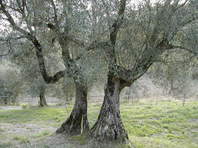 olive trees